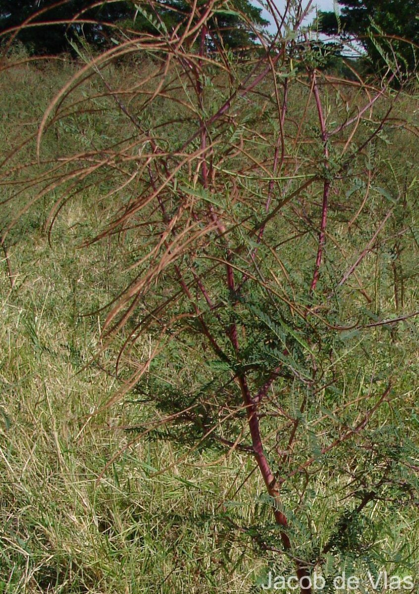 Sesbania bispinosa (Jacq.) W.Wight (Schreb.) Pers.